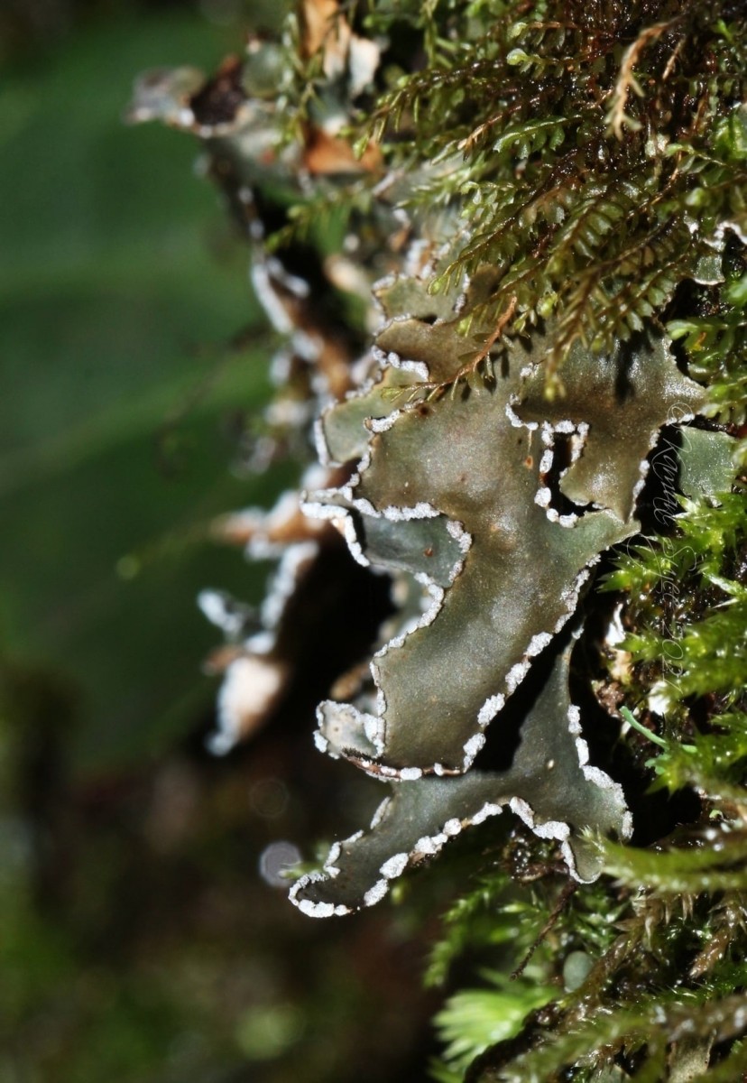 Pseudocyphellaria intricata (Delise) Vain.